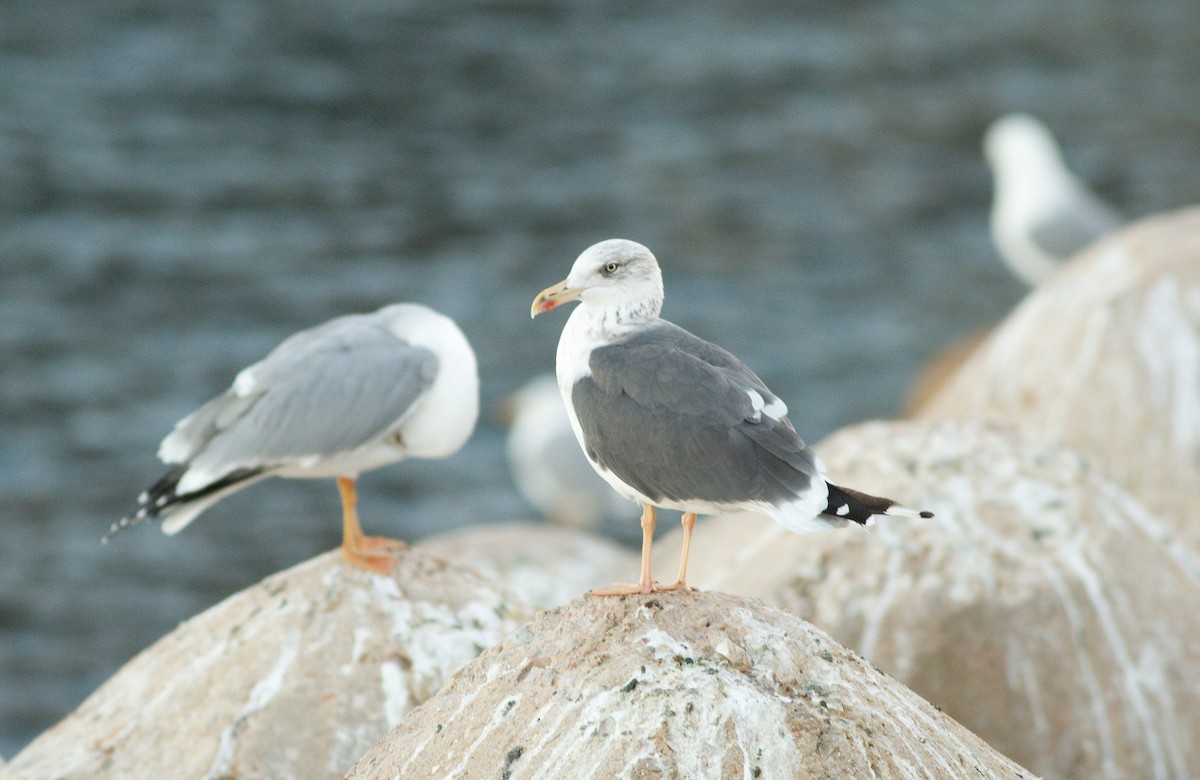 Lesser Black-backed Gull - Alexandre Hespanhol Leitão