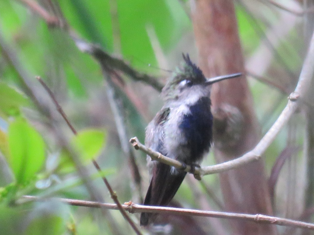 Purple-crowned Plovercrest - ML125029681