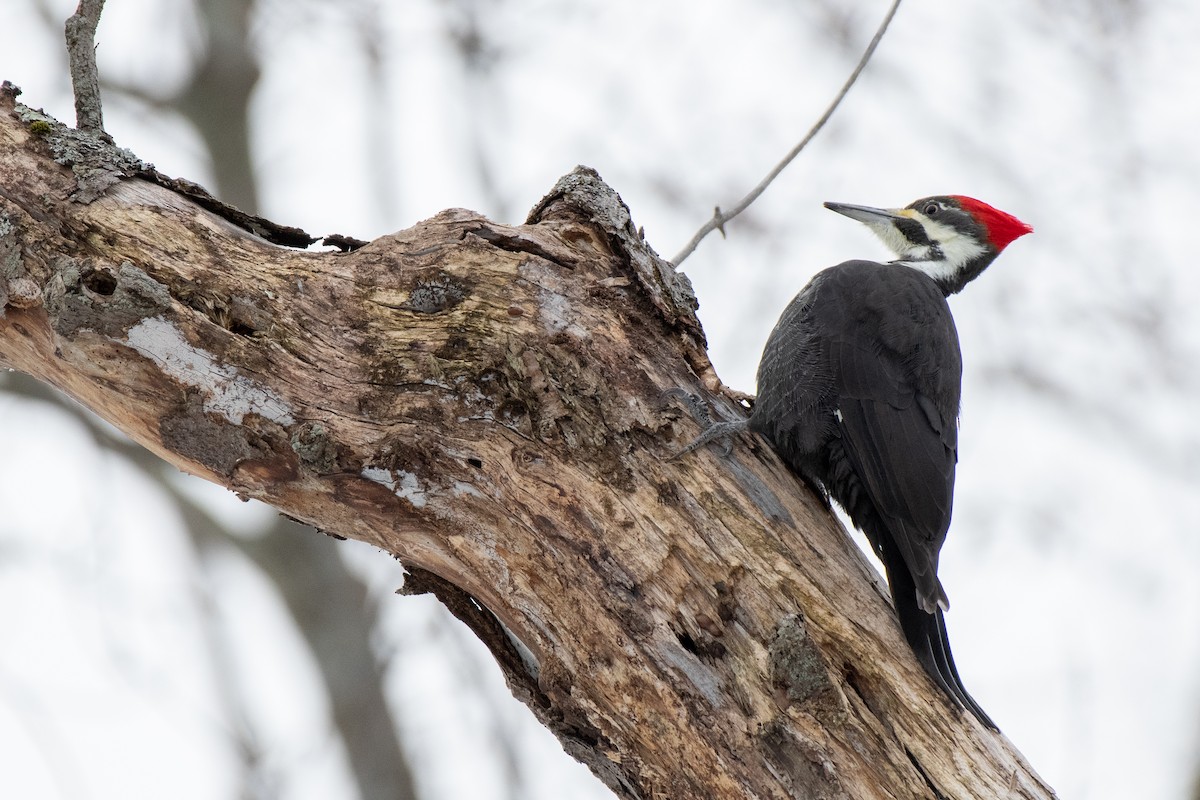Pileated Woodpecker - Kyle Tansley