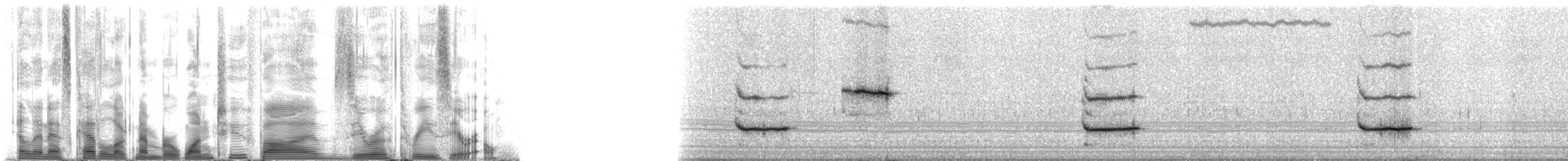 False Killer Whale - ML125030