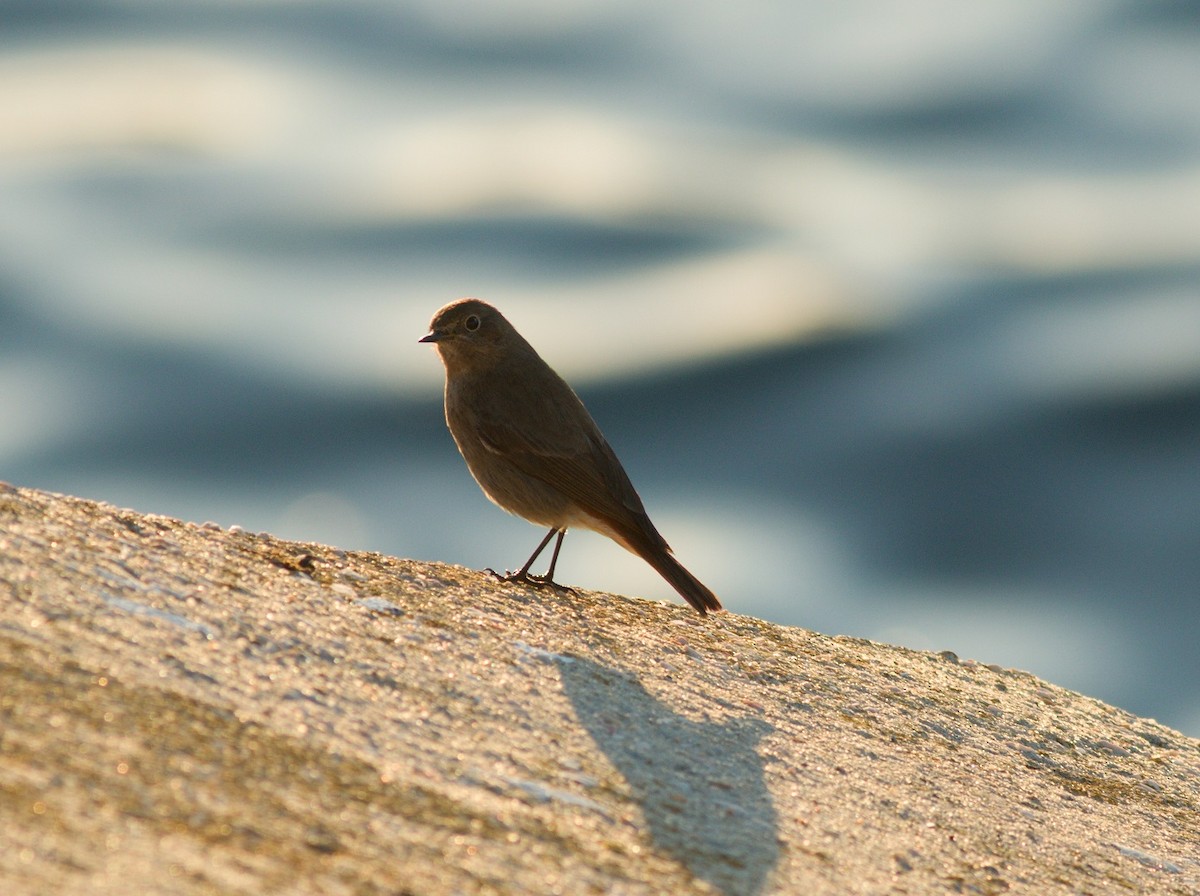 Black Redstart - Alexandre Hespanhol Leitão