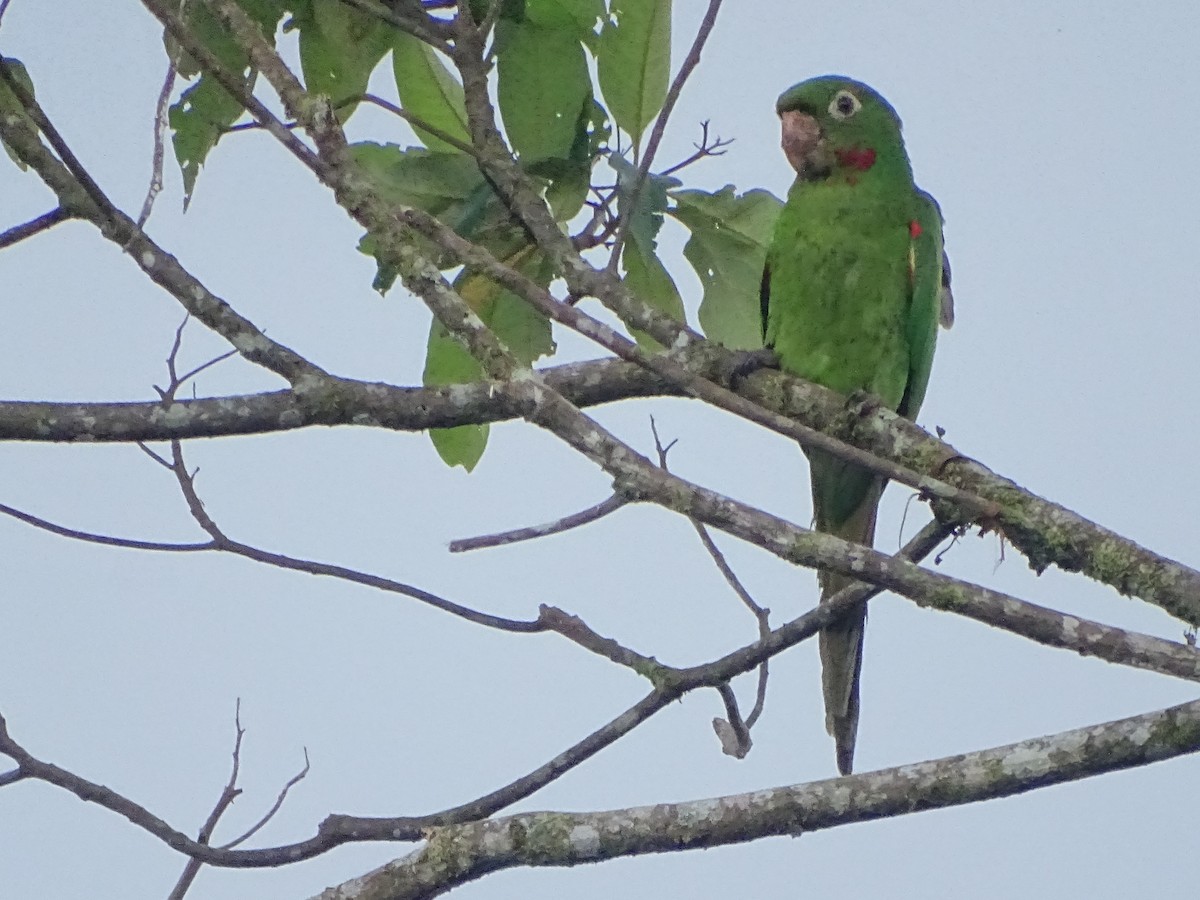 White-eyed Parakeet - Cesar Alvarez                        @birder_cesar