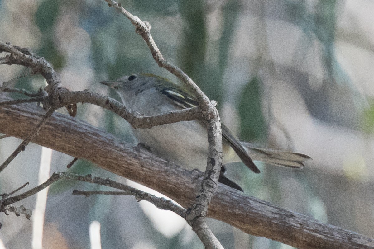 Chestnut-sided Warbler - ML125030501