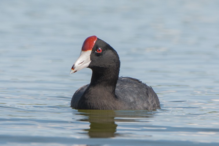 Hawaiian Coot - Clive Keen