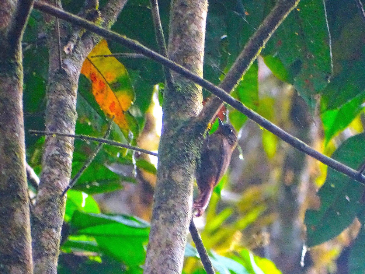 Wedge-billed Woodcreeper - ML125031821