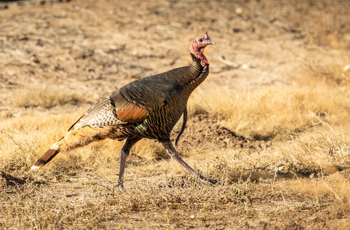 Wild Turkey - ML125032421