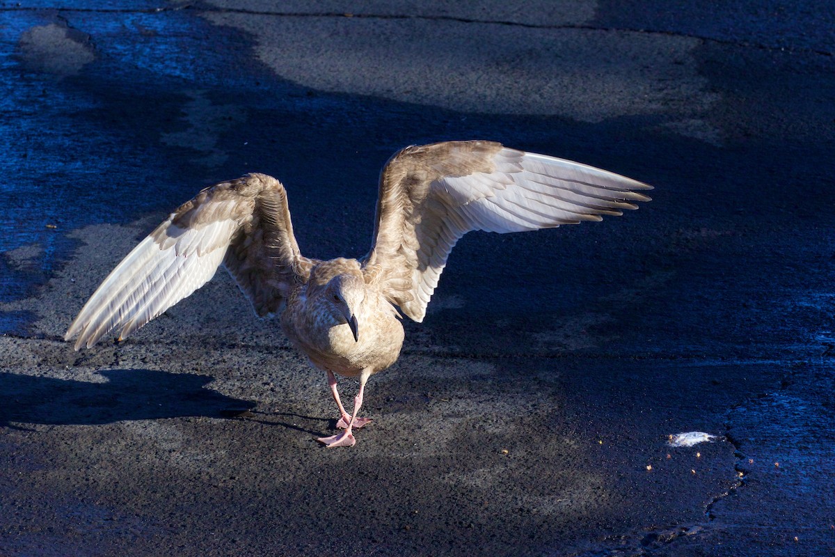 Slaty-backed Gull - Reginald  David