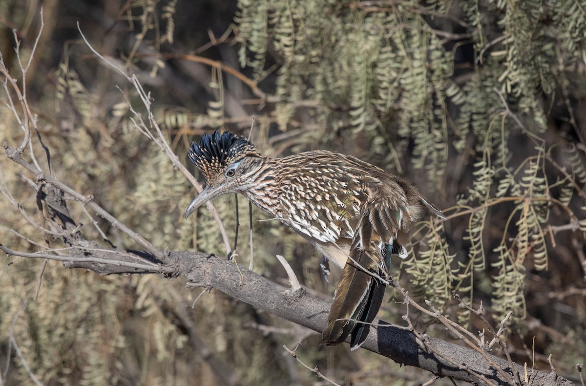Greater Roadrunner - ML125034501