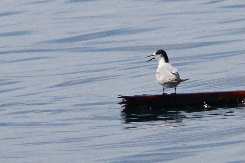 Common Tern (longipennis) - ML125034901