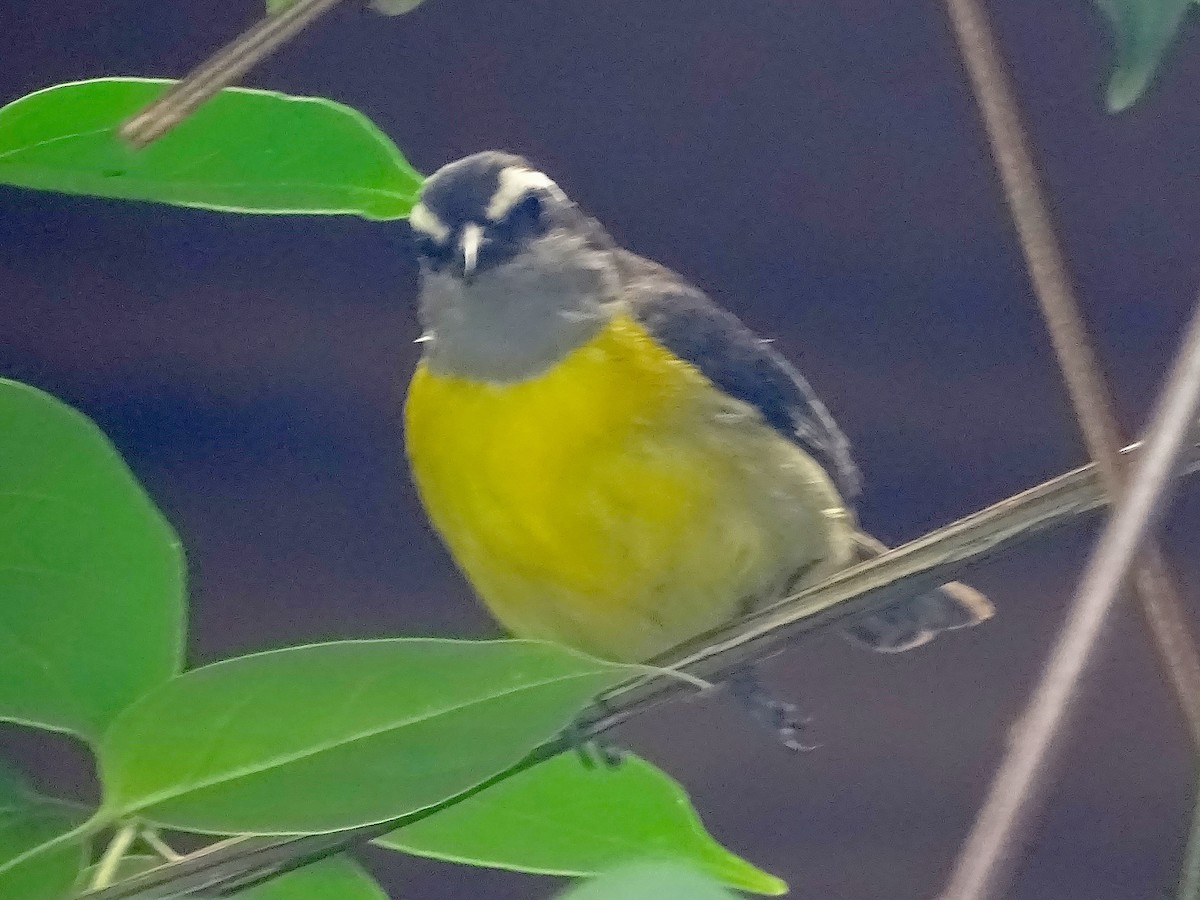 Bananaquit - Cesar Alvarez                        @birder_cesar