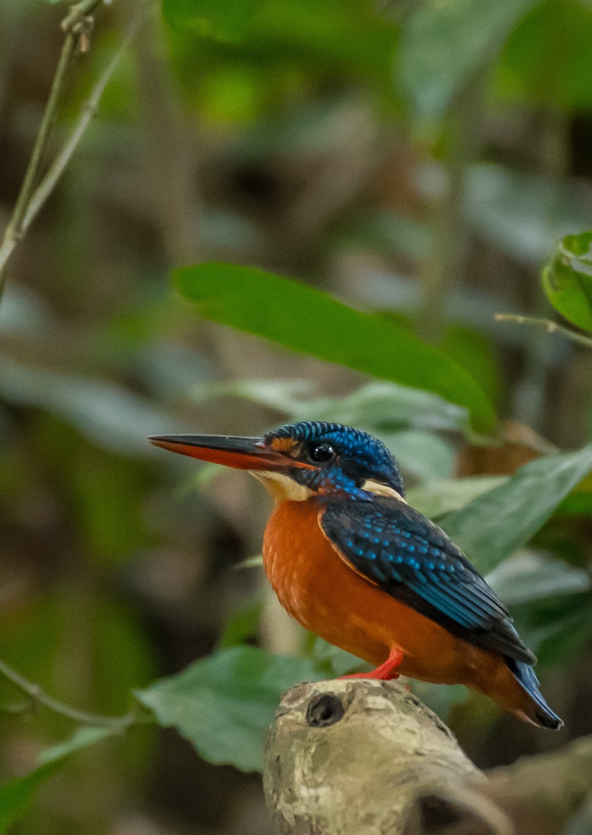 Blue-eared Kingfisher - ML125035311