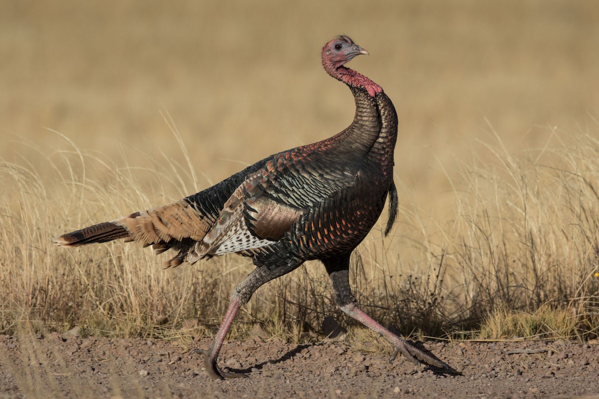 Wild Turkey - ML125035851