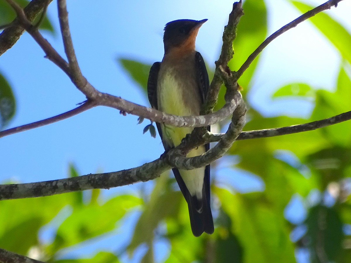Southern Rough-winged Swallow - Cesar Alvarez                        @birder_cesar