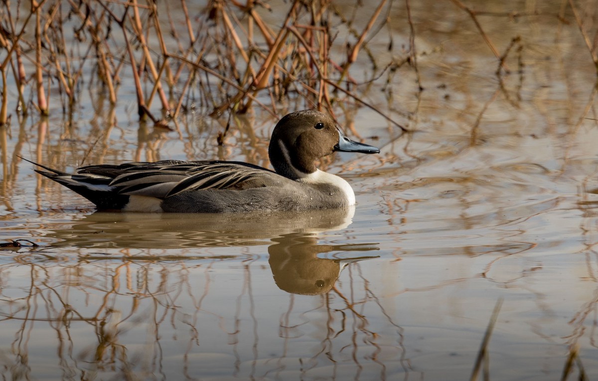 Шовтгор алаг нугас - ML125036911