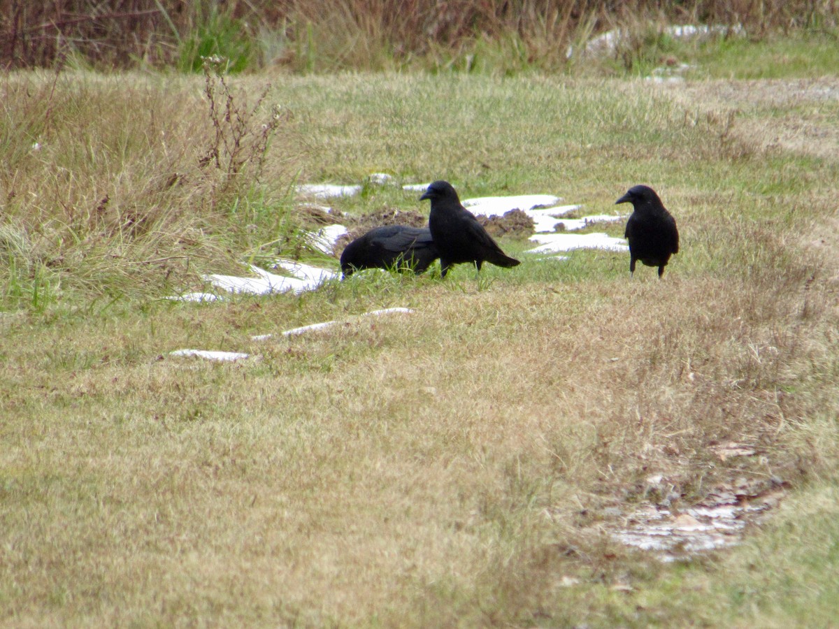 American Crow - scott baldinger