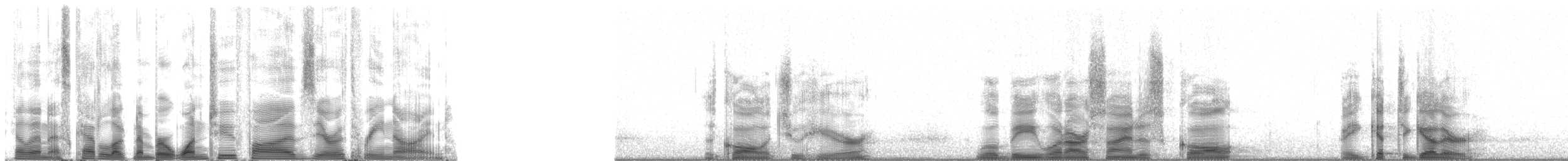 Rough-toothed Dolphin - ML125039