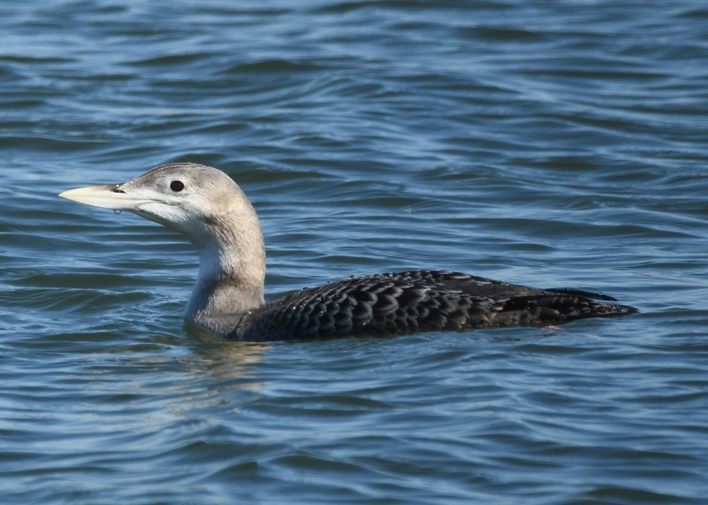 Yellow-billed Loon - ML125039011