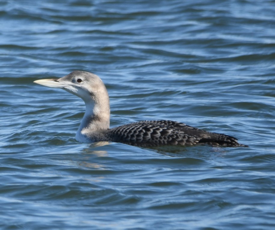 Yellow-billed Loon - ML125039031