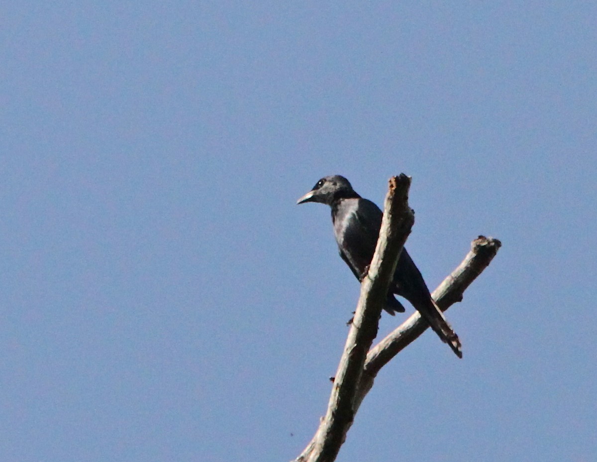 Moluccan Starling - ML125040111