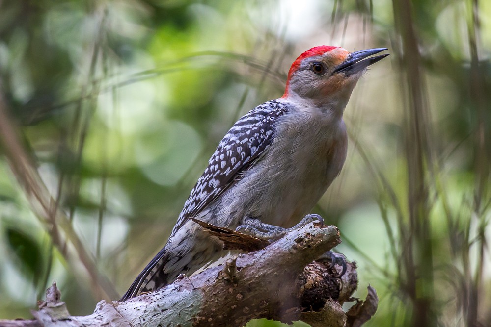 Red-bellied Woodpecker - ML125040721