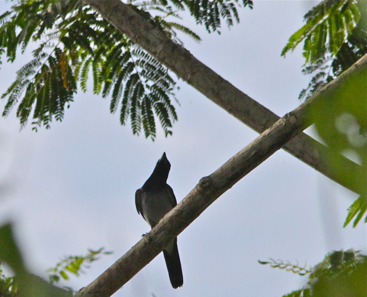 Moluccan Cuckooshrike - ML125041141