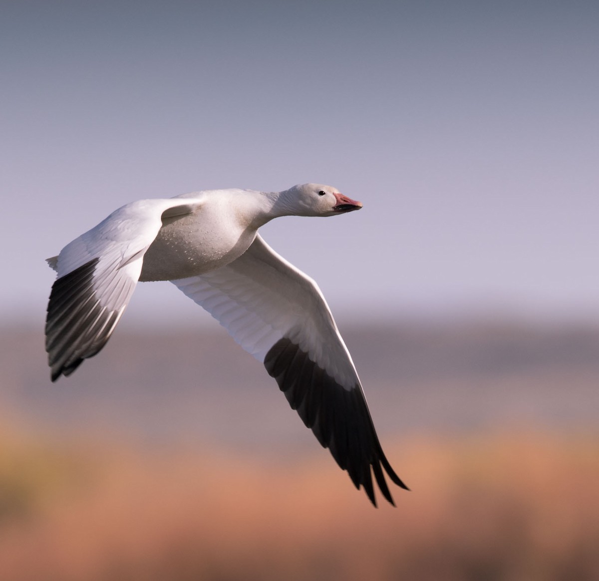 Snow Goose - Richard  Boyle