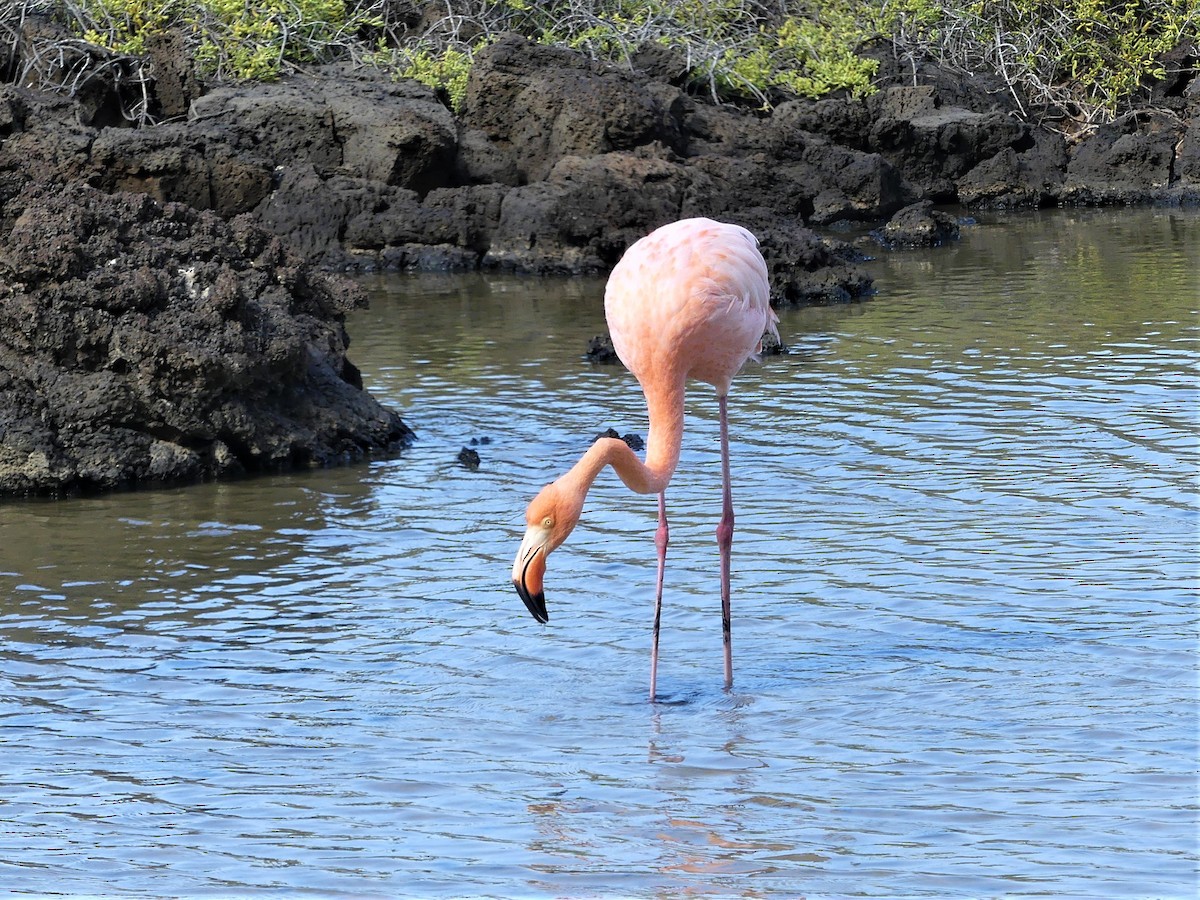 American Flamingo - Susan Brauning