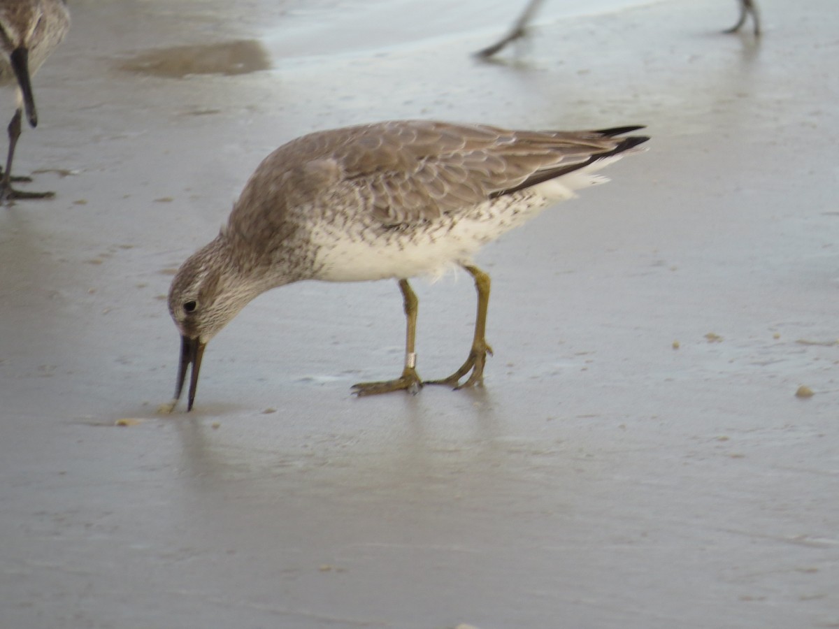 Red Knot - ML125042731