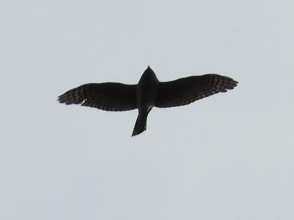 Sharp-shinned Hawk - ML125042741