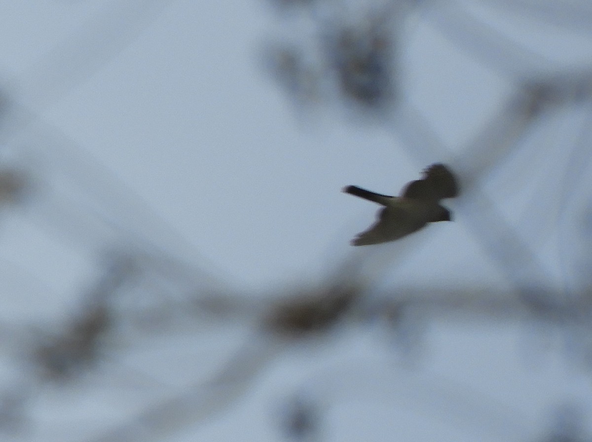 Sharp-shinned Hawk - ML125042751