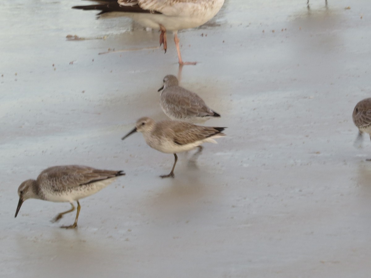Red Knot - ML125042831