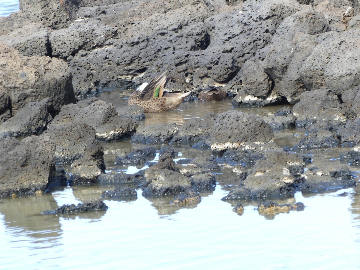 White-cheeked Pintail (Galapagos) - ML125042941