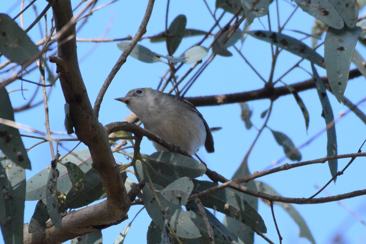 Chestnut-sided Warbler - ML125044201