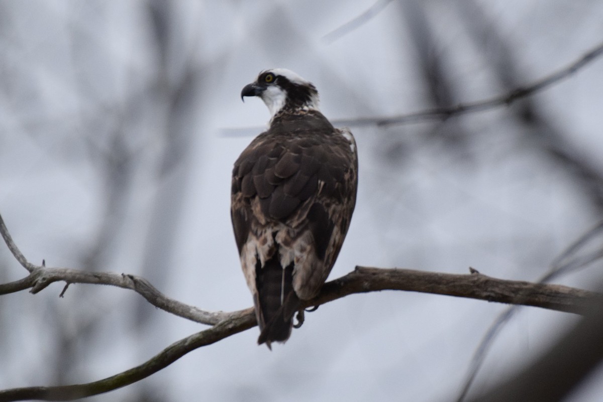 Osprey - ML125044371