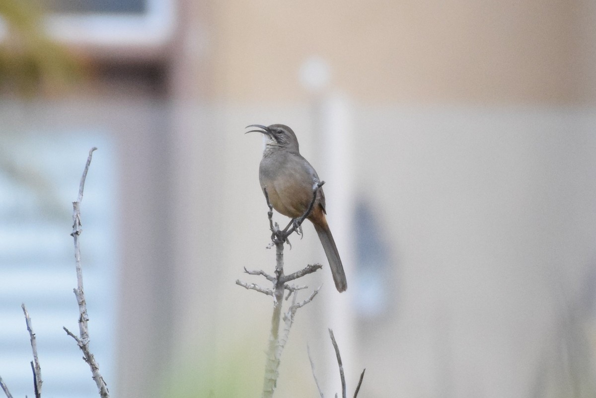 California Thrasher - ML125044391