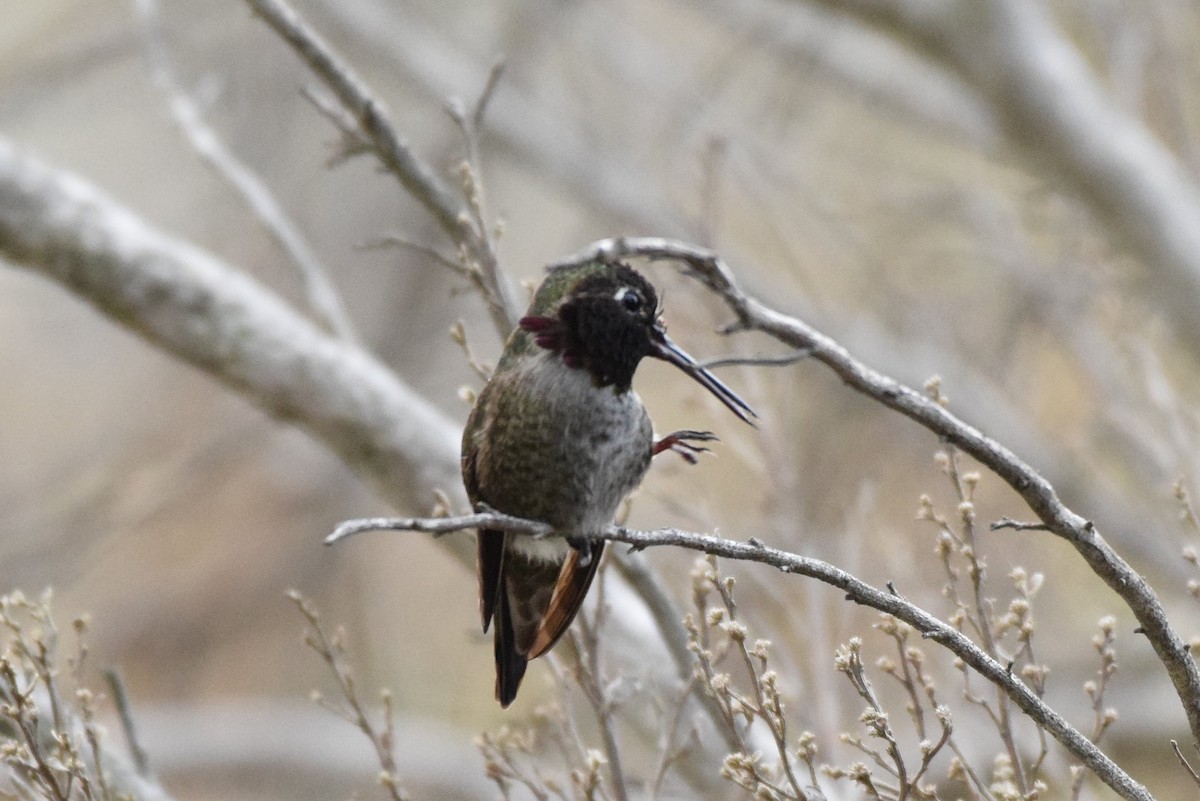 Anna's Hummingbird - ML125044471