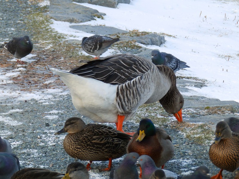 Domestic goose sp. (Domestic type) - Lancy Cheng