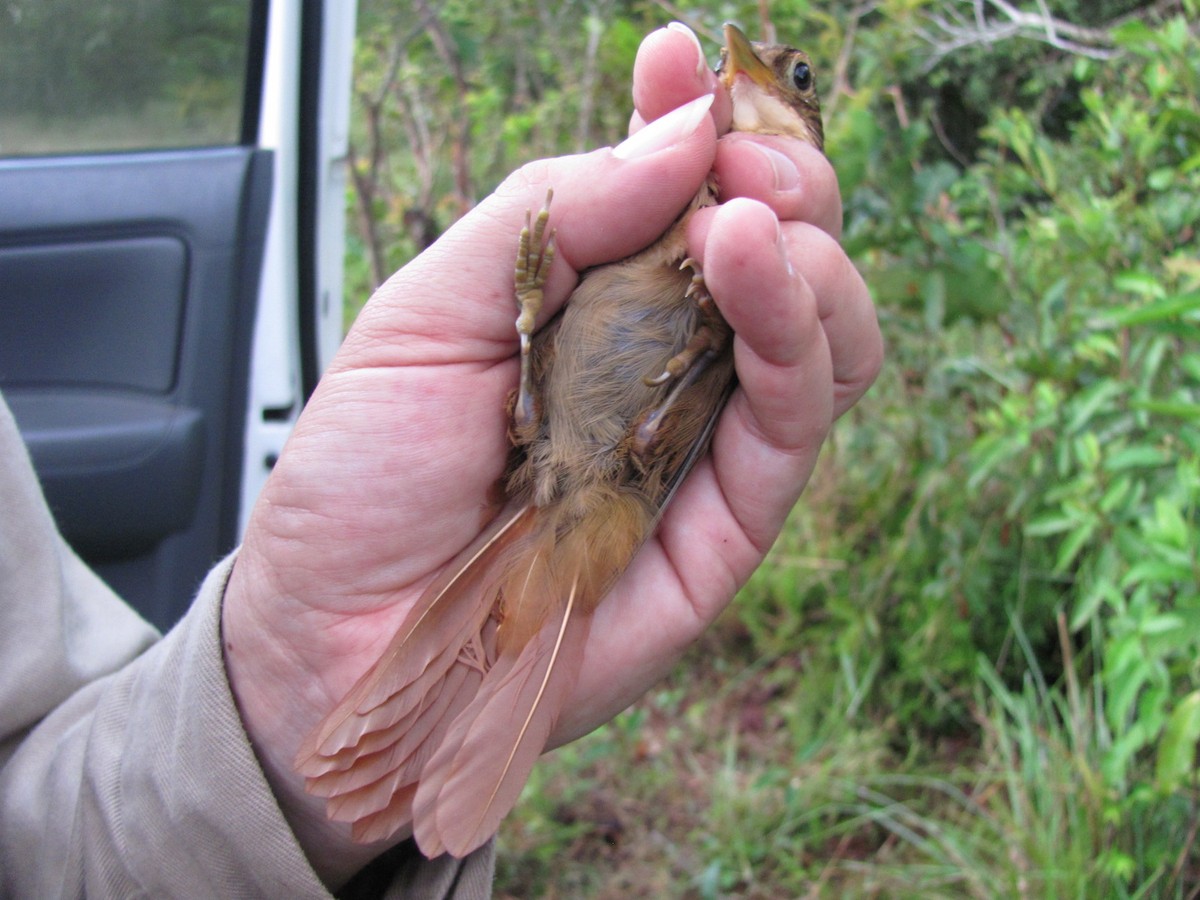 Ochre-throated Foliage-gleaner - ML125044871