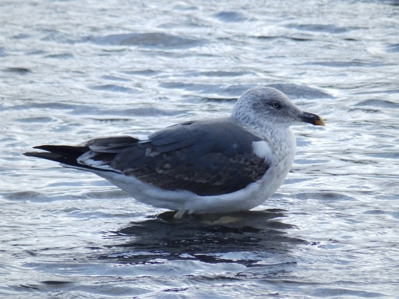 Lesser Black-backed Gull - Lancy Cheng