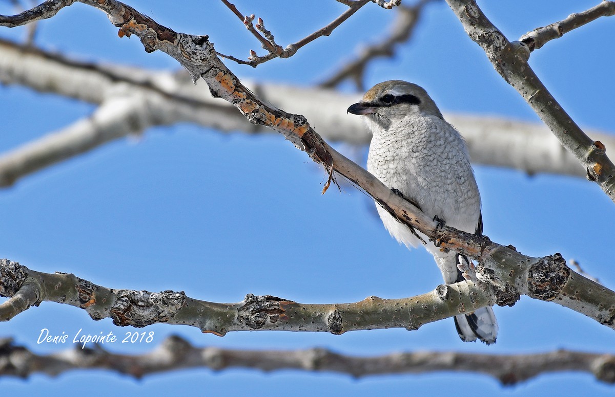 Northern Shrike - ML125046541