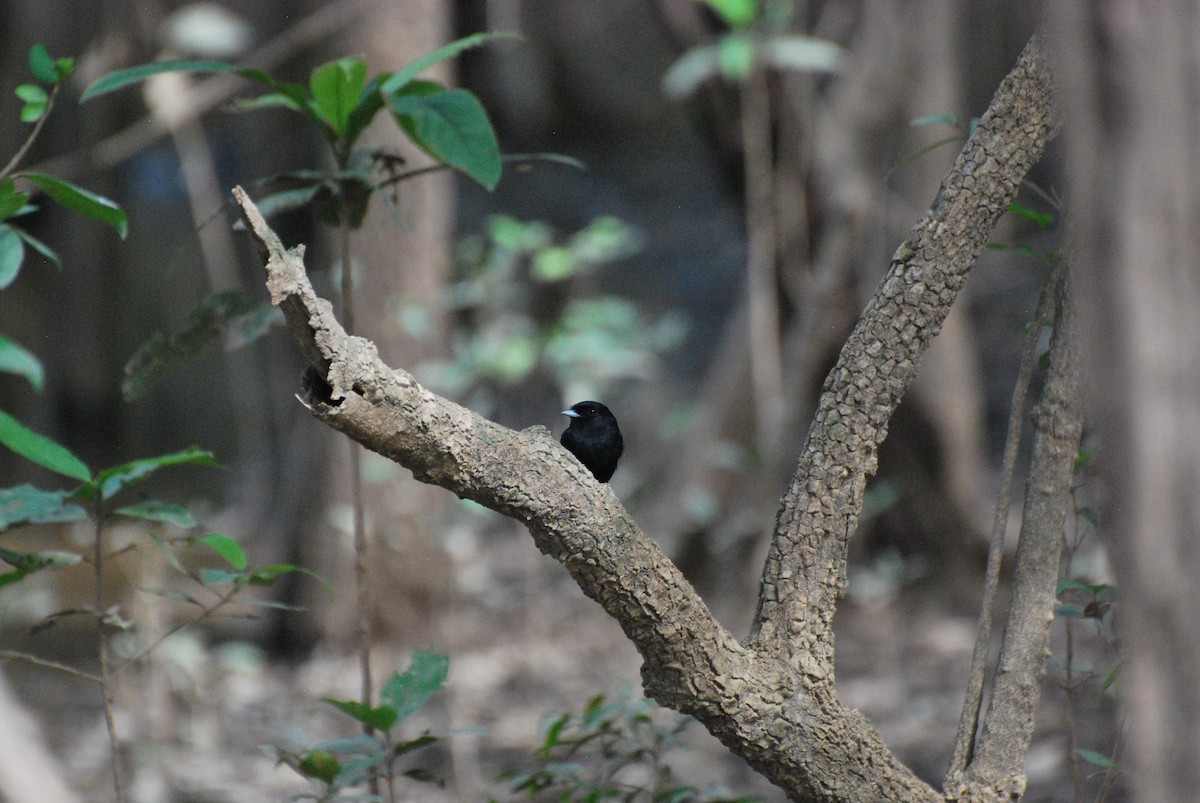 Amazonian Black-Tyrant - ML125047581