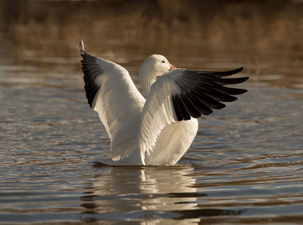 Цасны галуу - ML125049161