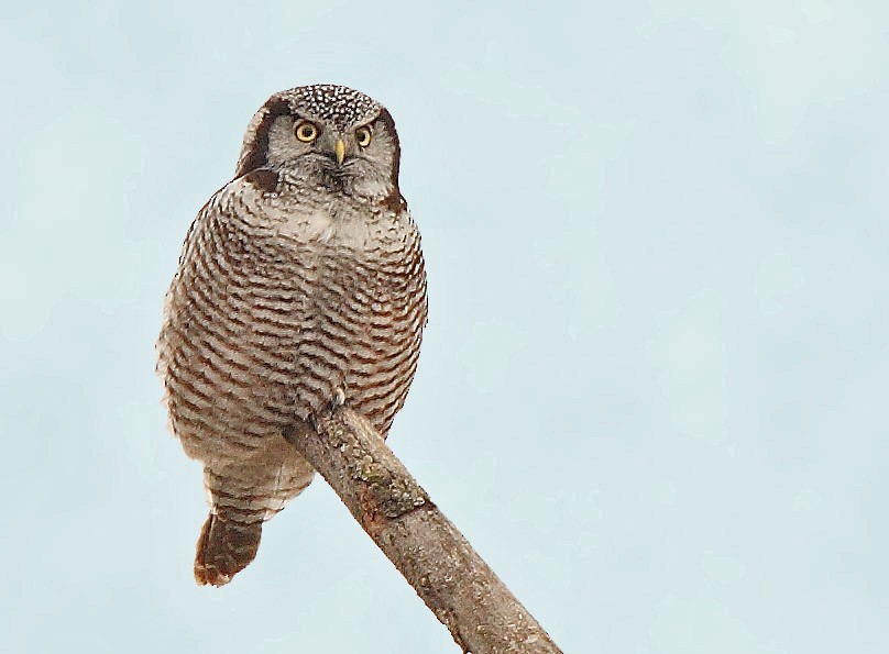 Northern Hawk Owl - ML125050411