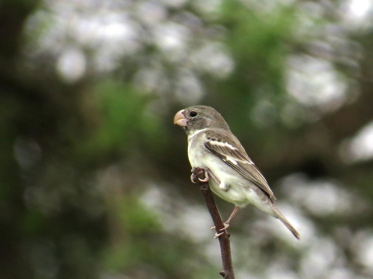 Parrot-billed Seedeater - ML125051821