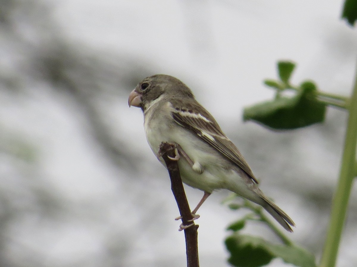 Parrot-billed Seedeater - ML125051841