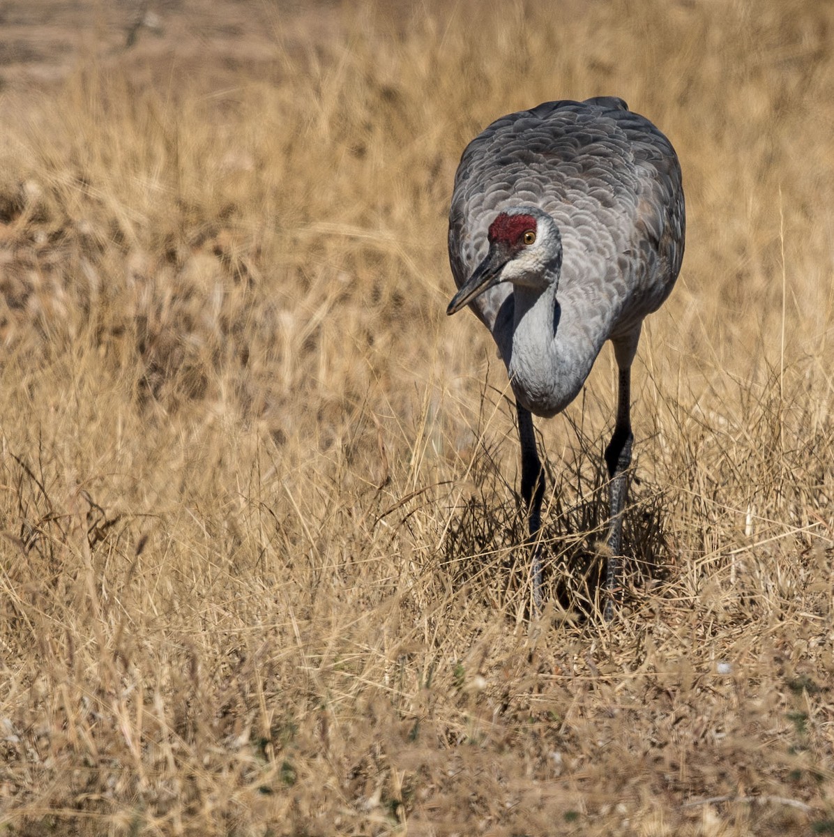 Орог тогоруу - ML125052261