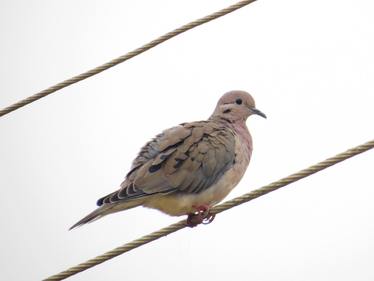 Eared Dove - ML125053901