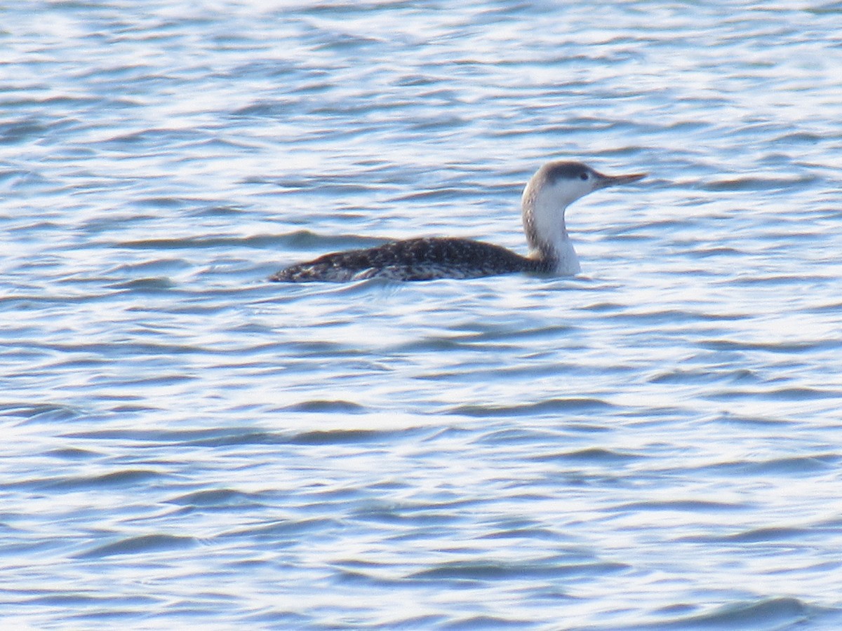Red-throated Loon - ML125055301