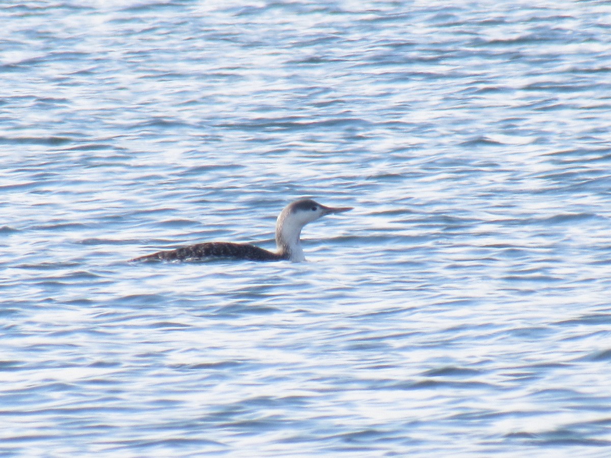 Red-throated Loon - ML125055311