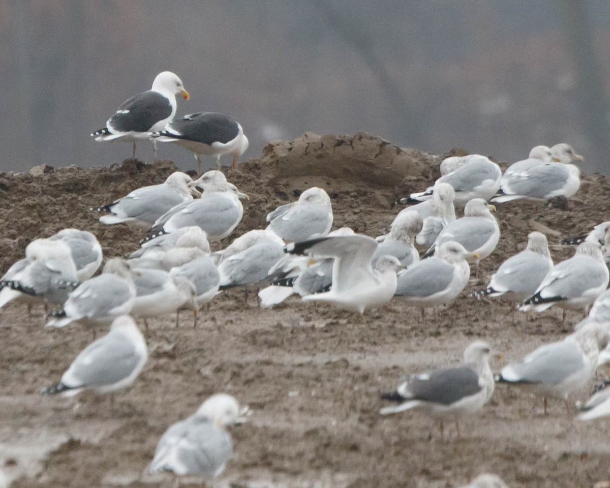 Mugnaiaccio - ML125055411